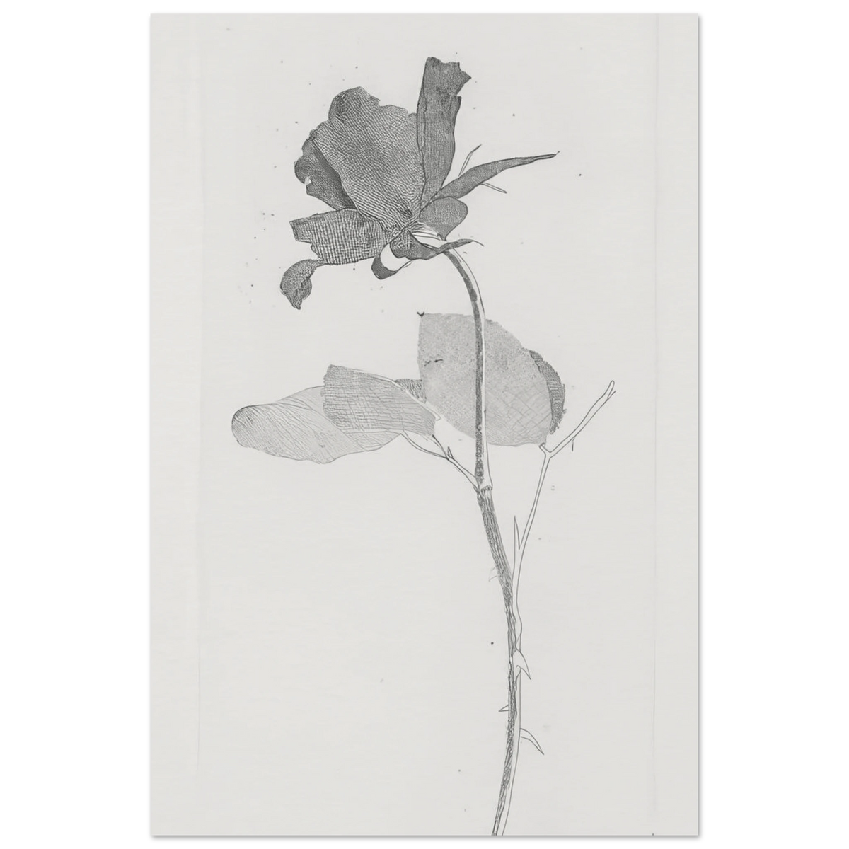 The Rose And The Rose Stalk by David Hockney Poster