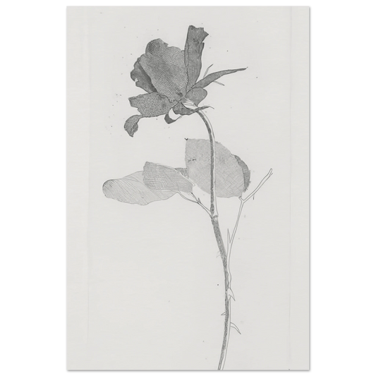 The Rose And The Rose Stalk by David Hockney Poster